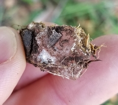 Coprinus spadiceisporus