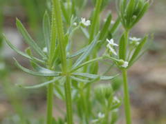 Galium tricornutum