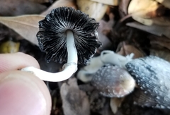 Coprinus spadiceisporus