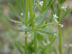 Galium tricornutum