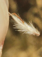 Rytidosperma tenuius