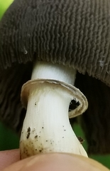 Coprinus spadiceisporus