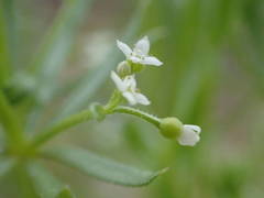 Galium tricornutum