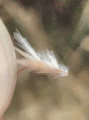 Rytidosperma tenuius