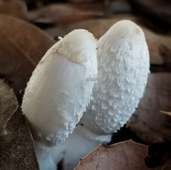 Coprinus spadiceisporus