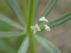 Galium tricornutum