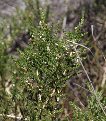 Aspalathus hispida hispida
