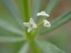 Galium tricornutum