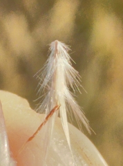 Rytidosperma tenuius