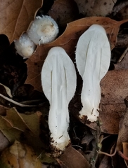 Coprinus spadiceisporus