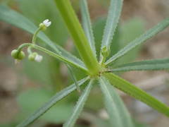 Galium tricornutum