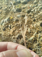 Rytidosperma tenuius