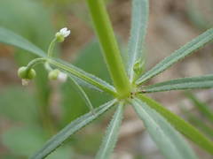 Galium tricornutum