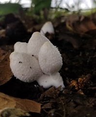 Coprinus spadiceisporus