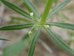 Galium tricornutum