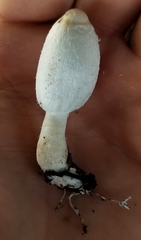 Coprinus spadiceisporus