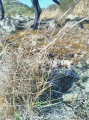 Rytidosperma tenuius