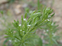 Galium tricornutum