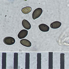 Coprinus spadiceisporus