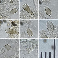 Coprinus spadiceisporus