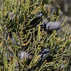 Allocasuarina helmsii