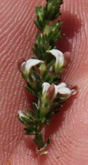 Aspalathus hispida hispida