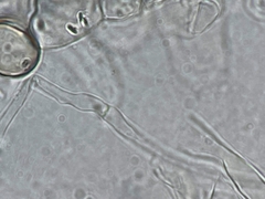 Coprinus spadiceisporus