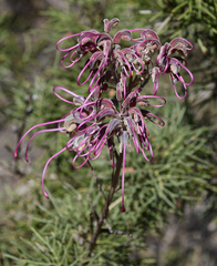 Grevillea plurijuga superba