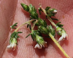 Aspalathus hispida hispida