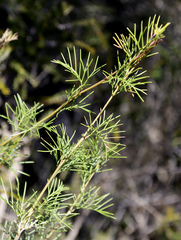Grevillea plurijuga superba