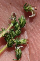 Aspalathus hispida hispida