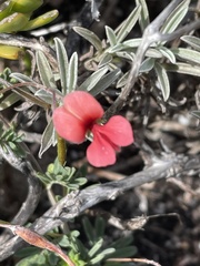 Indigofera glaucescens