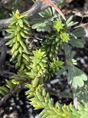 Indigofera glaucescens