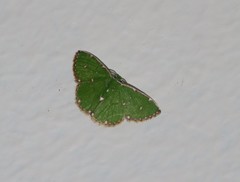 Argyrocosma inductaria