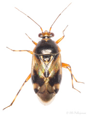Deraeocoris serenus