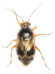 Deraeocoris serenus