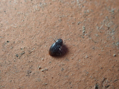 Anchicera