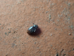 Anchicera