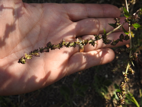 Atriplex prostrata iNat (1)