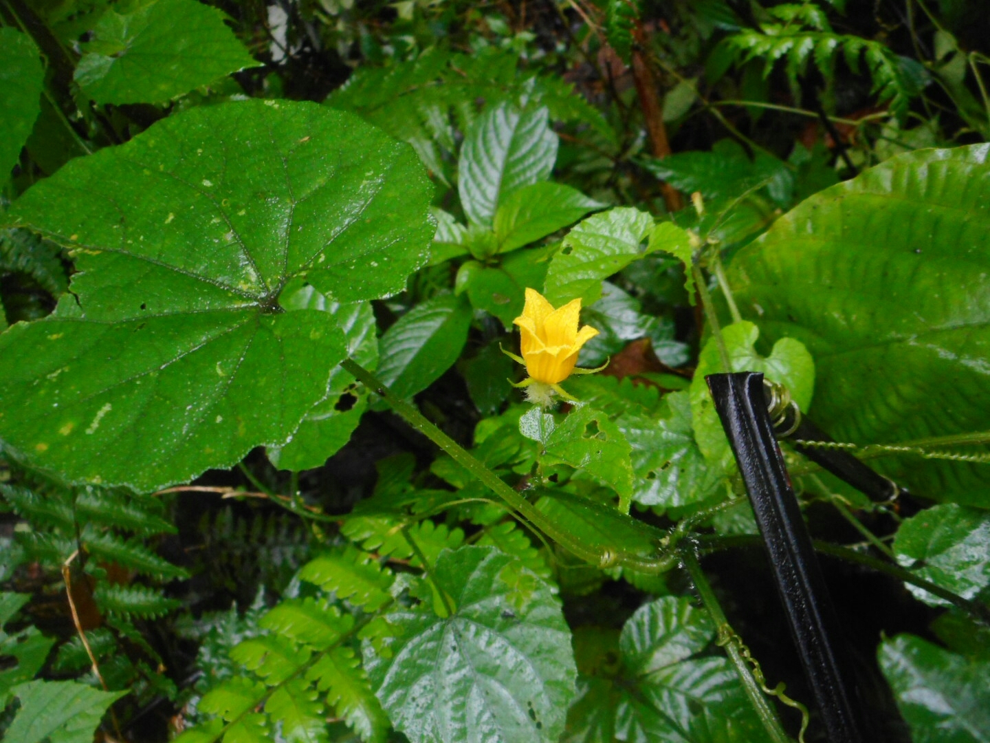 Thladiantha angustisepala