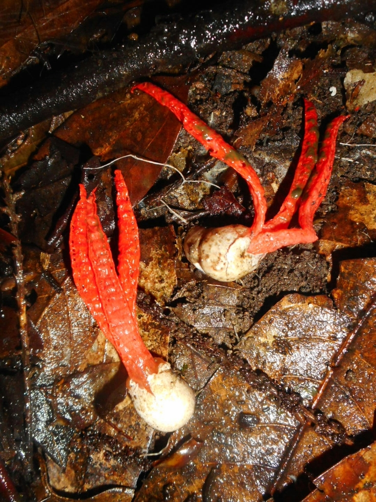 Pseudocolus fusiformis · April 2021 · photo: © epopov (iNaturalist, cc-by)