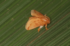 Perola sericea