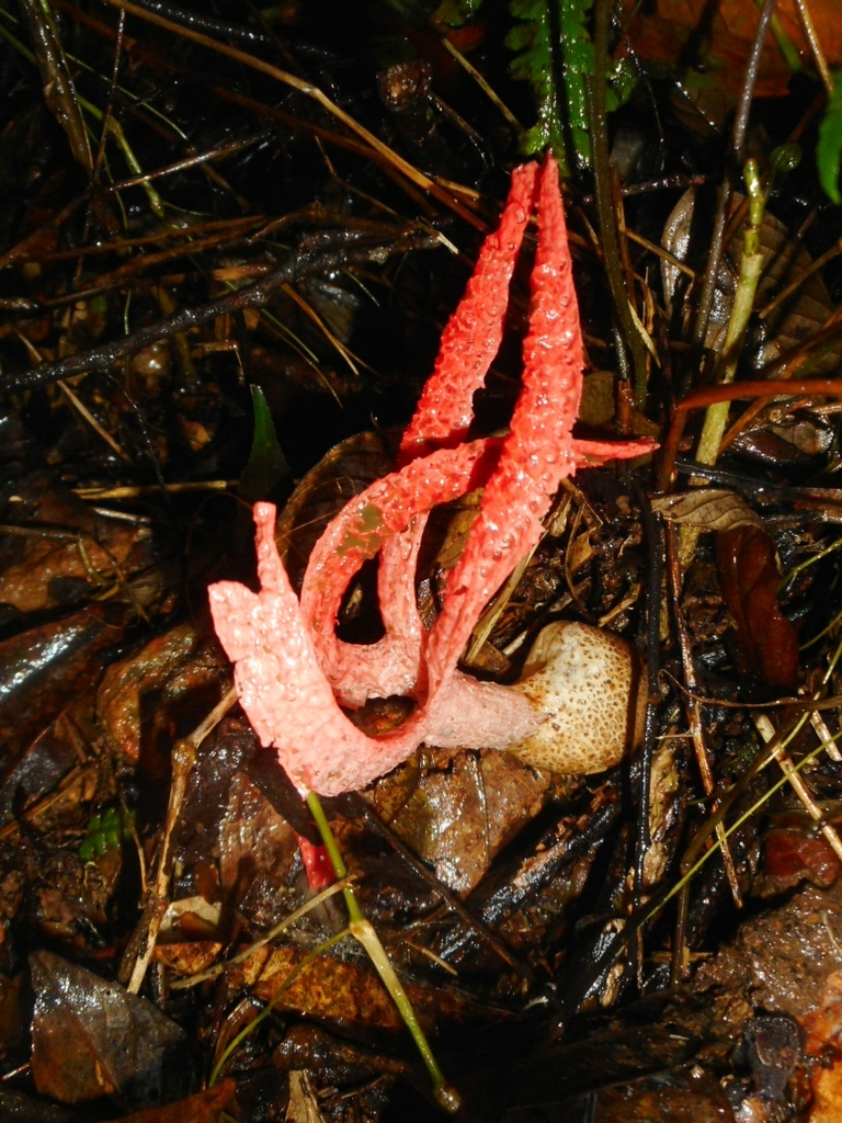 Pseudoclathrus cylindrosporus