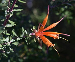 Lambertia inermis
