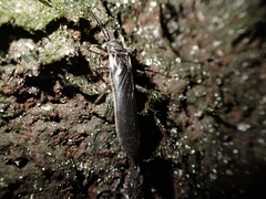 Austroperla cyrene