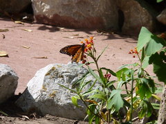 Danaus plexippus