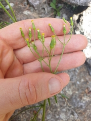 Senecio diaschides