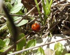 Coccinella septempunctata