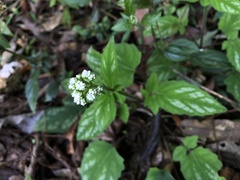 Valeriana hsui