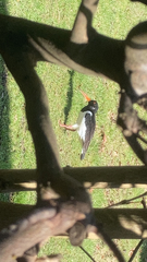 Haematopus ostralegus
